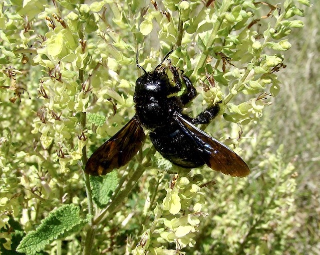 carpenter bee